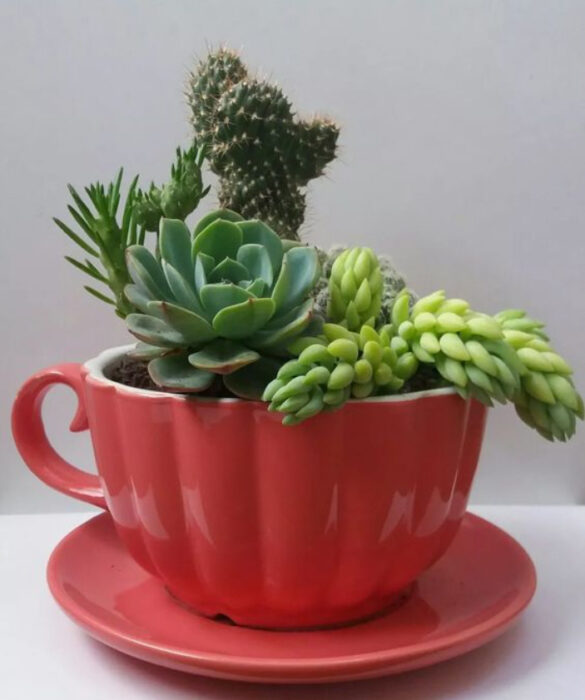 Mini jardín en taza color ladrillo, con distintos tipos de suculentas