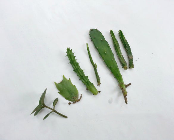 Paso 4 para crear un mini jardín en una taza de té