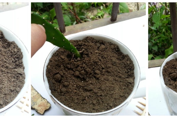 Paso 6 para crear un mini jardín en una taza de té