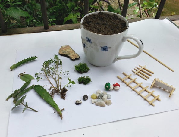 Paso 5 para crear un mini jardín en una taza de té