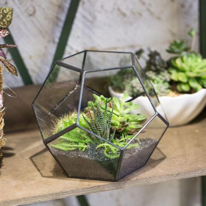 Terrario en pecera en forma de hexágono con suculentas dentro