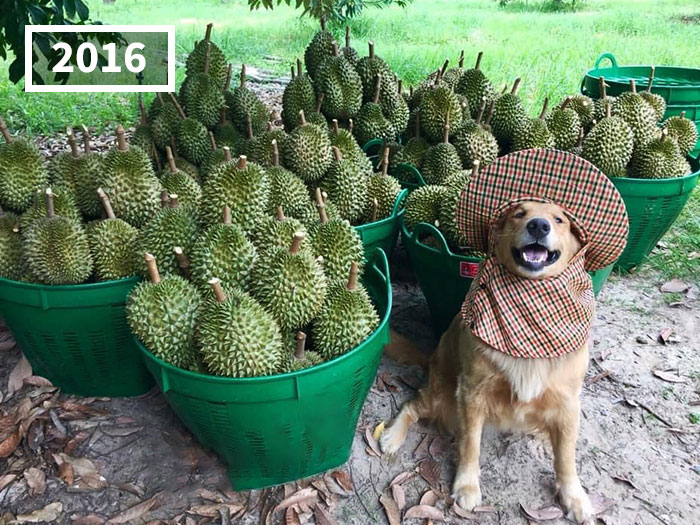 Perro golden retriever Jubjib posando en cosecha de durian