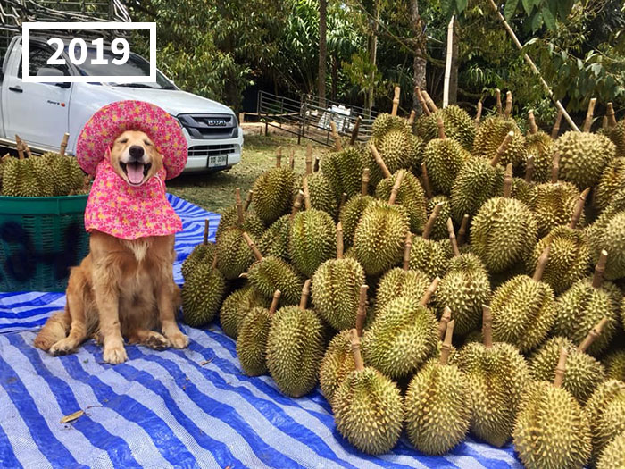 Perro golden retriever Jubjib posando en cosecha de durian