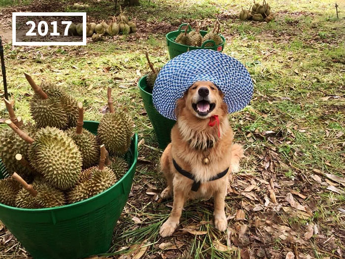 Perro golden retriever Jubjib posando en cosecha de durian