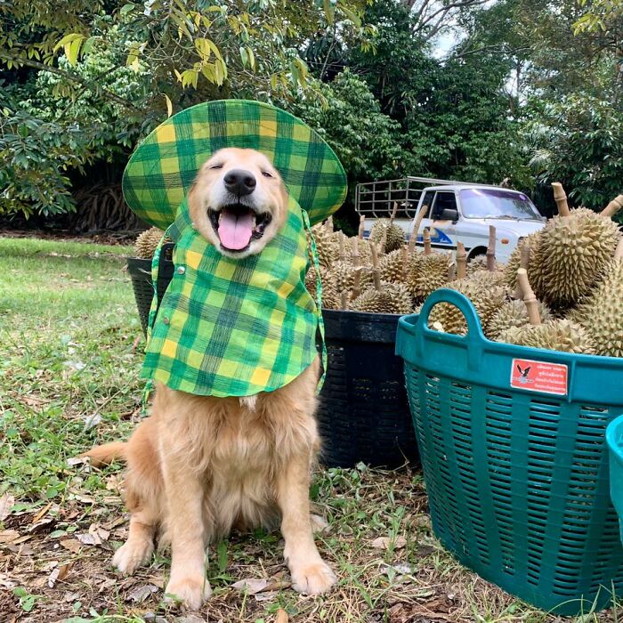 Perro golden retriever Jubjib posando en cosecha de durian