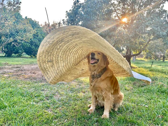 Perro golden retriever Jubjib posando en cosecha de durian