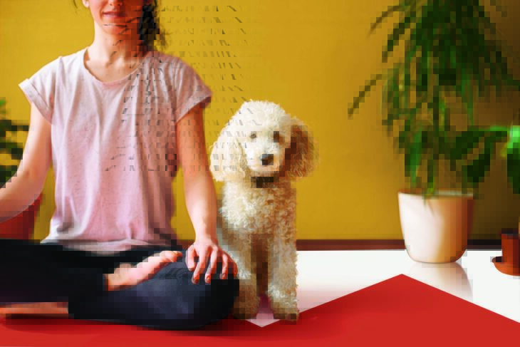 Pared pintada en colores brillantes amarillo, anaranjado y blanco con un perro y una mujer haciendo yoga
