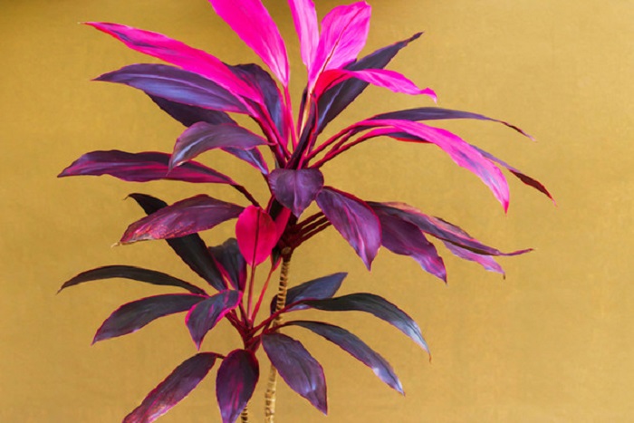 Árbol de la buena suerte con hojas color púrpura