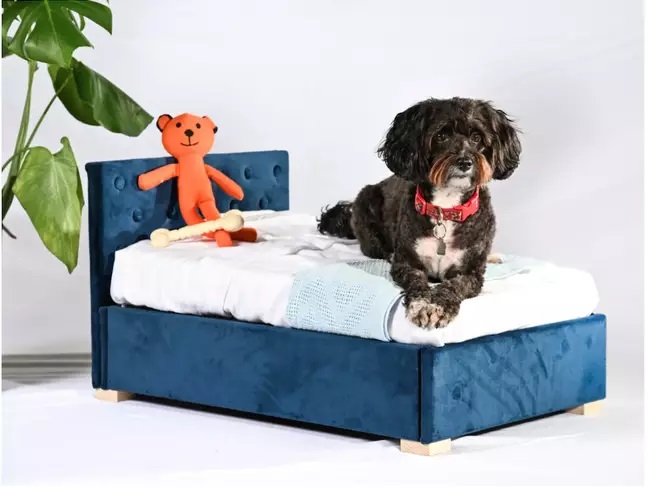 Perro recostado sobre una cama azul miniatura; Ahora tu mascota puede tener una minicama idéntica a la tuya