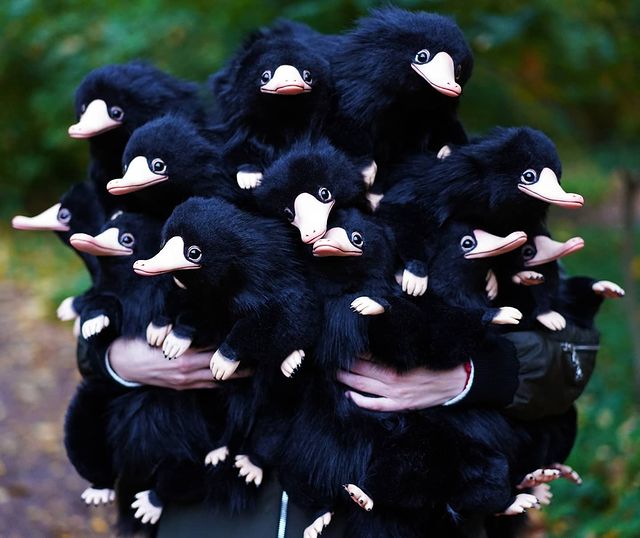Peluches negros de ornitorrincos 
