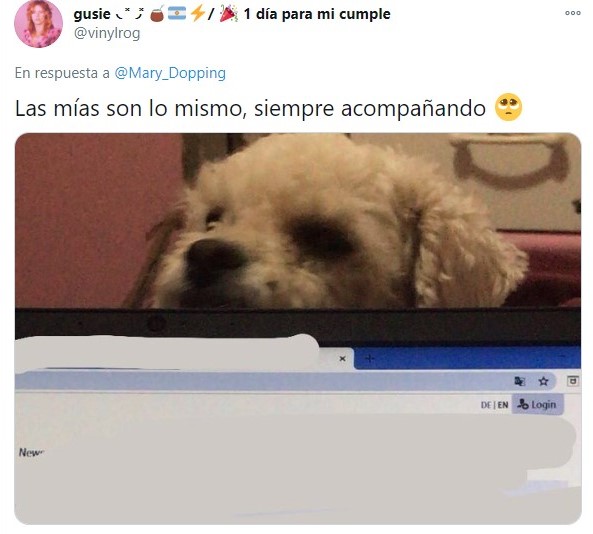 Perrito asomándose por detrás de una computadora