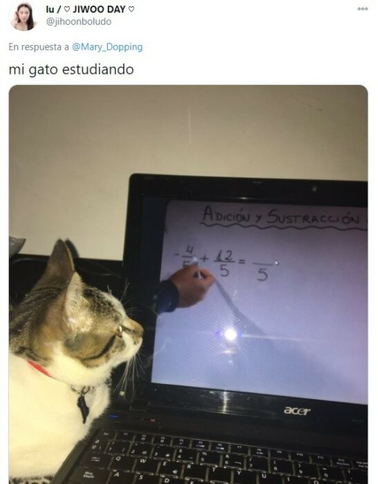Gatito aprendiendo cálculo de manera virtual