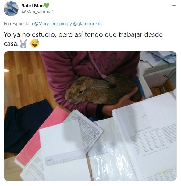Conejo recostado en las piernas de una chica