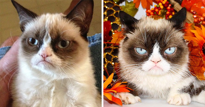 Antes y después del gatito protagonista del meme Grumpy Cat