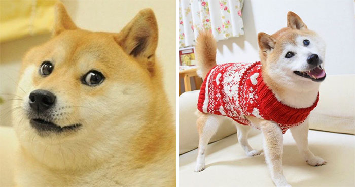 Antes y después del perrito del meme Kabosu