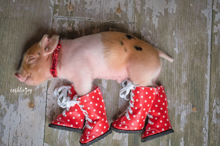 Dynamite, cerdito recién nacido, llevando botas contra agua en color rojo