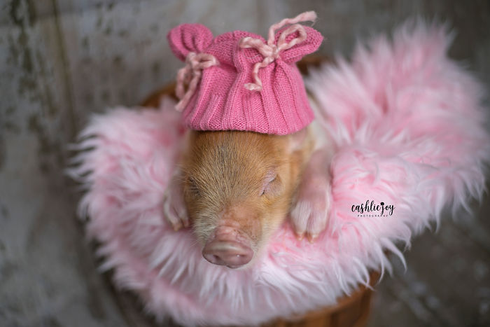 Dynamite, cerdito recién nacido, recostada en una cobija rosa y usando un gorrito rojo tejido
