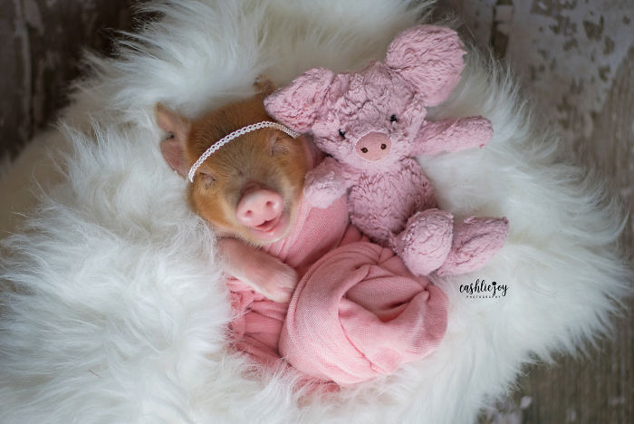 Dynamite, cerdito recién nacido, abrazando un cerdito de peluche rosa