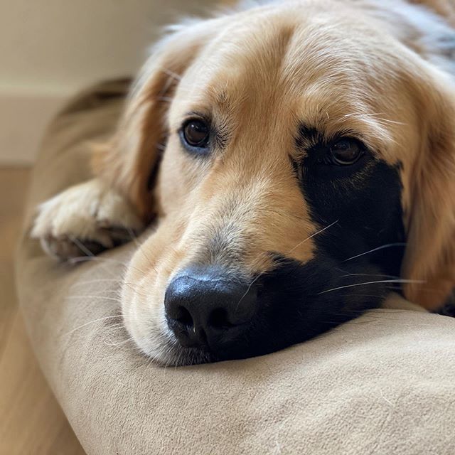 Enzo viola golden retriever