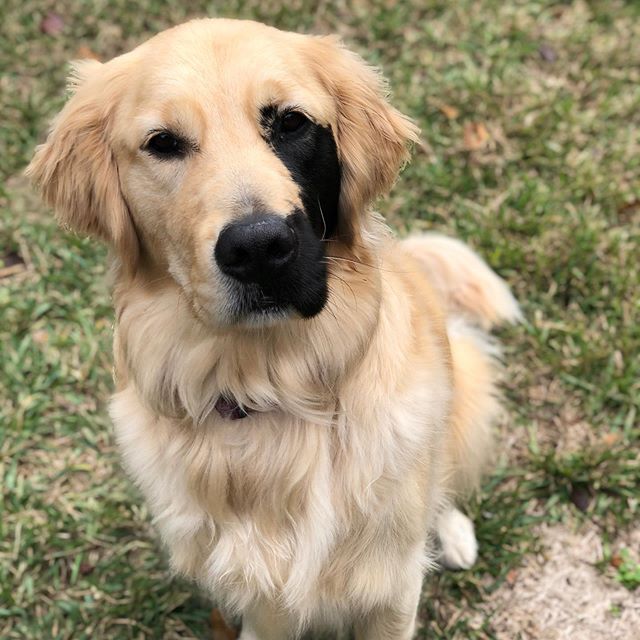 Enzo viola golden retriever