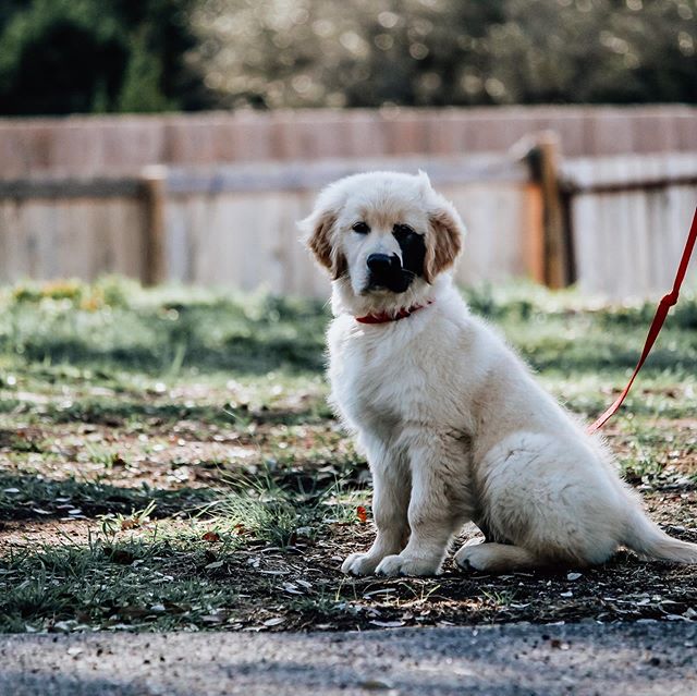 Enzo viola golden retriever