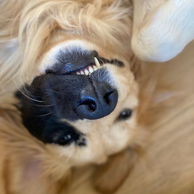 Enzo viola golden retriever