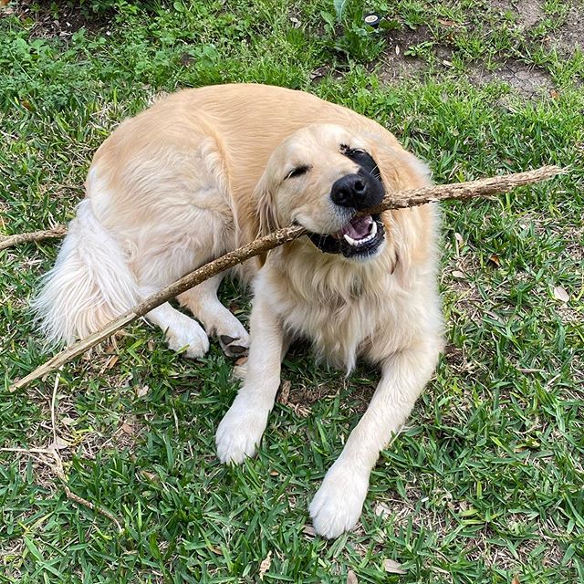 Enzo viola golden retriever