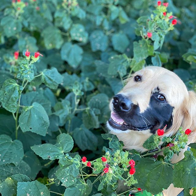 Enzo viola golden retriever