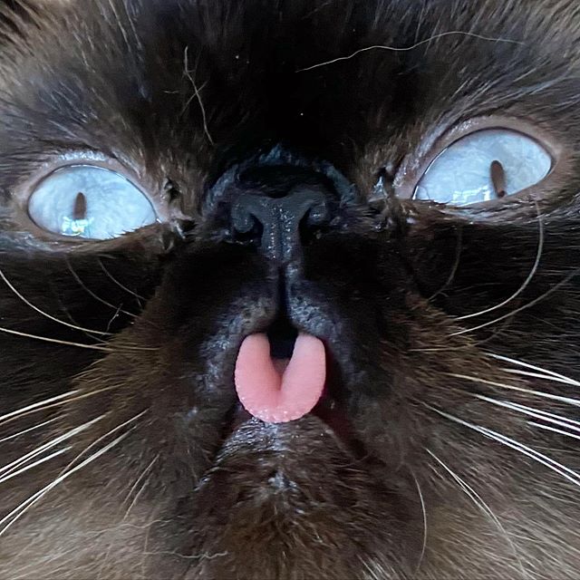 Ikiru, el gatito que siempre saca la lengua
