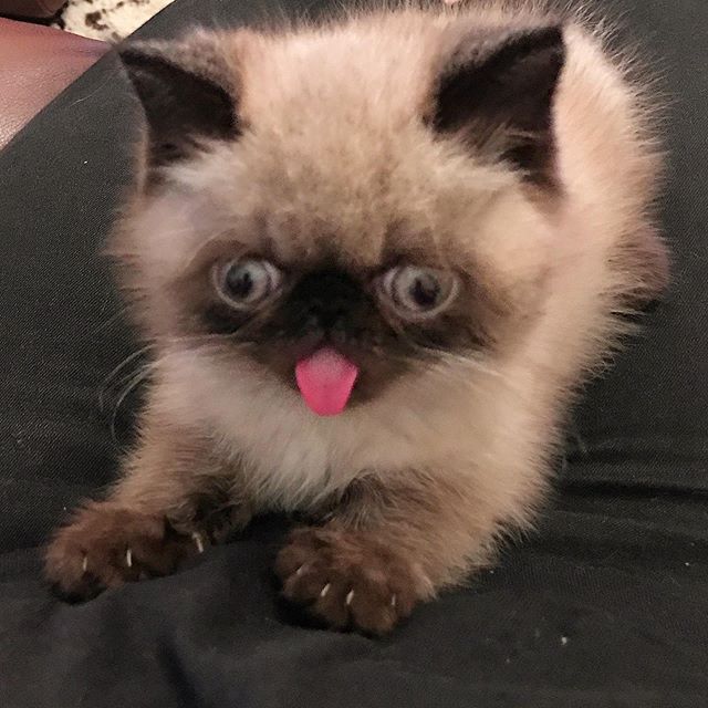 Ikiru, el gatito que siempre saca la lengua