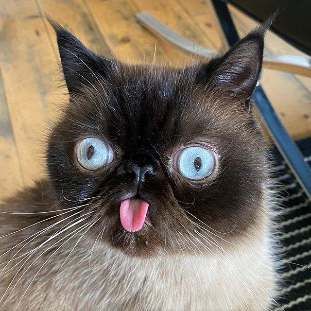 Ikiru, el gatito que siempre saca la lengua