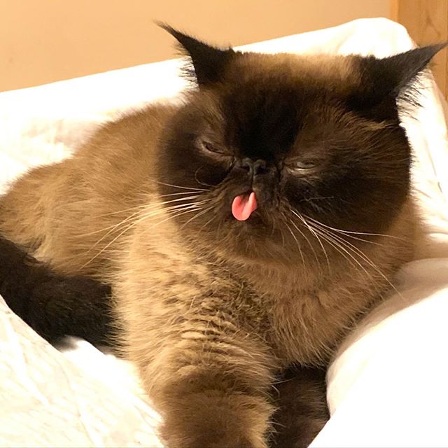 Ikiru, el gatito que siempre saca la lengua