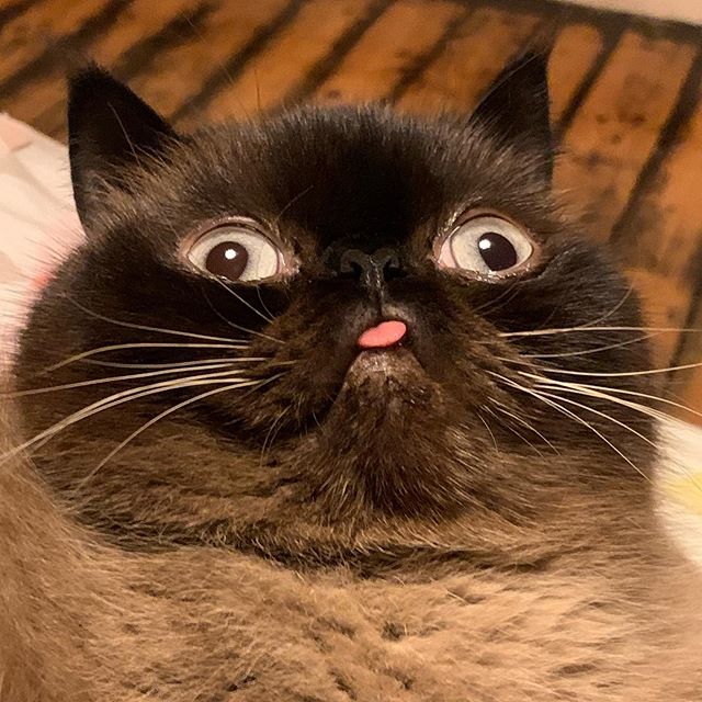 Ikiru, el gatito que siempre saca la lengua