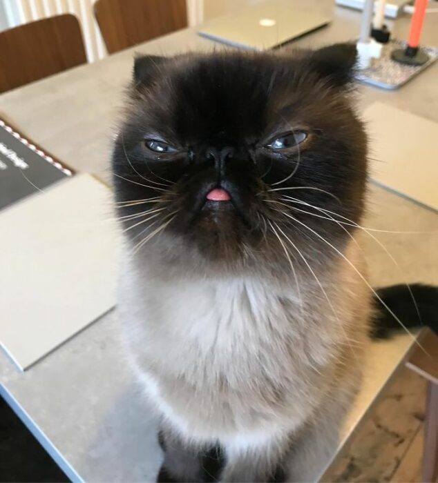 Ikiru, el gatito que siempre saca la lengua