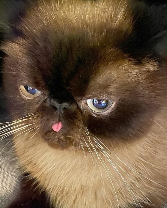 Ikiru, el gatito que siempre saca la lengua
