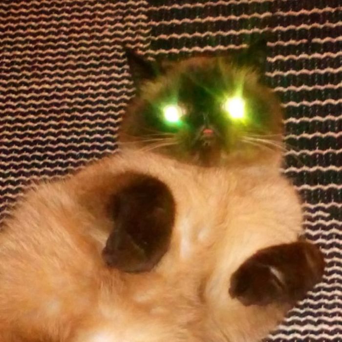 Ikiru, el gatito que siempre saca la lengua