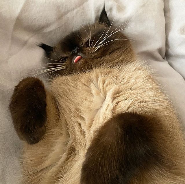 Ikiru, el gatito que siempre saca la lengua