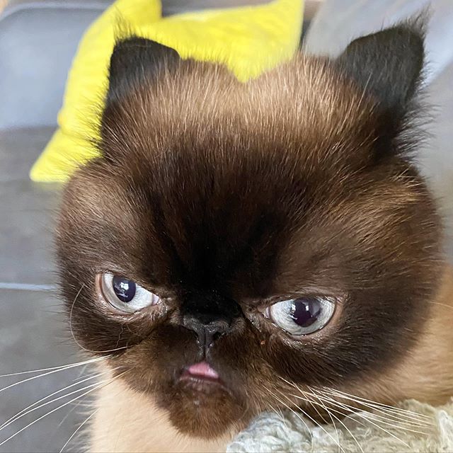 Ikiru, el gatito que siempre saca la lengua