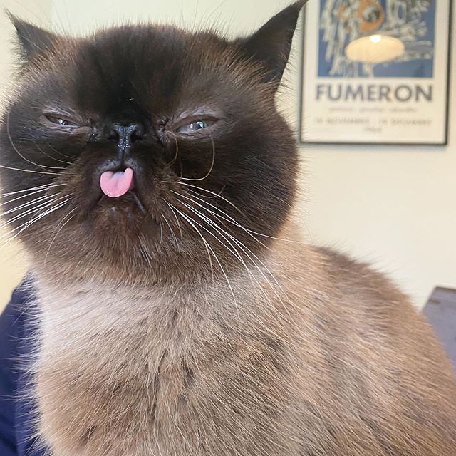 Ikiru, el gatito que siempre saca la lengua