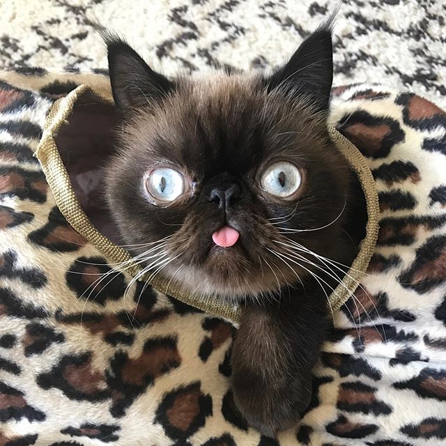 Ikiru, el gatito que siempre saca la lengua