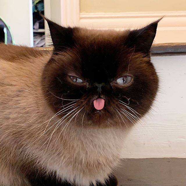 Ikiru, el gatito que siempre saca la lengua