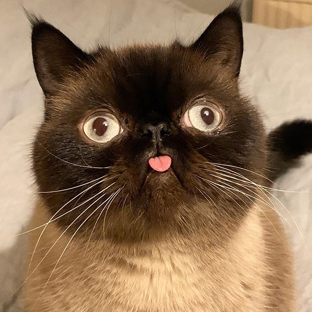 Ikiru, el gatito que siempre saca la lengua