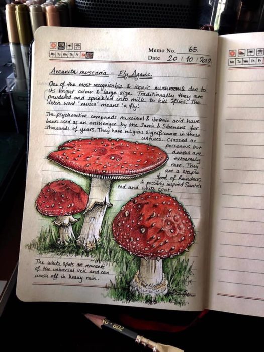 Dibujos de hongos rojos realizados por Jo Brown con lápices de colores