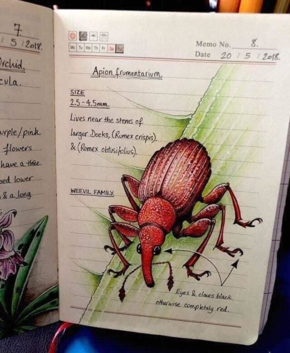 Dibujo de un escarabajo rojo realizado por Jo Brown con lápices de colores
