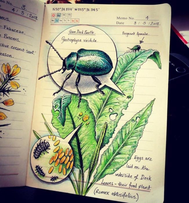 Dibujo de un escarabajo verde realizado por Jo Brown con lápices de colores