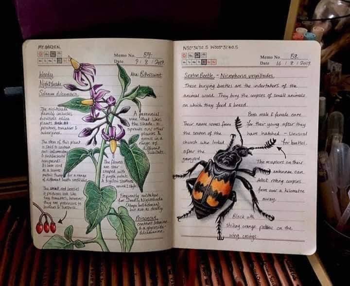Dibujo de una abeja realizado por Jo Brown con lápices de colores