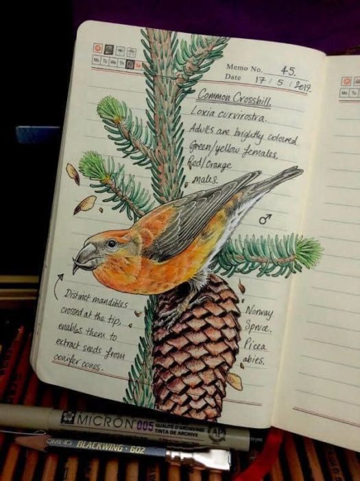 Dibujo de un ave amarilla realizado por Jo Brown con lápices de colores