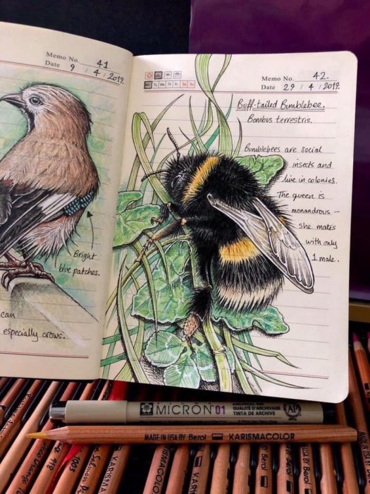 Dibujo de un abejorro realizado por Jo Brown con lápices de colores