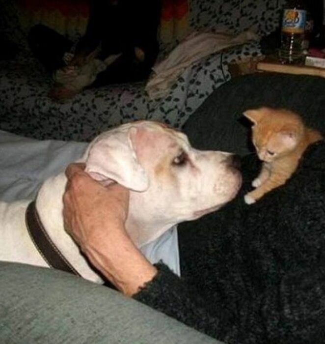 Perrita Libra y gato Maxwell