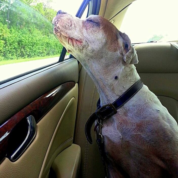 Perrita Libra asomándose por la ventana de un coche